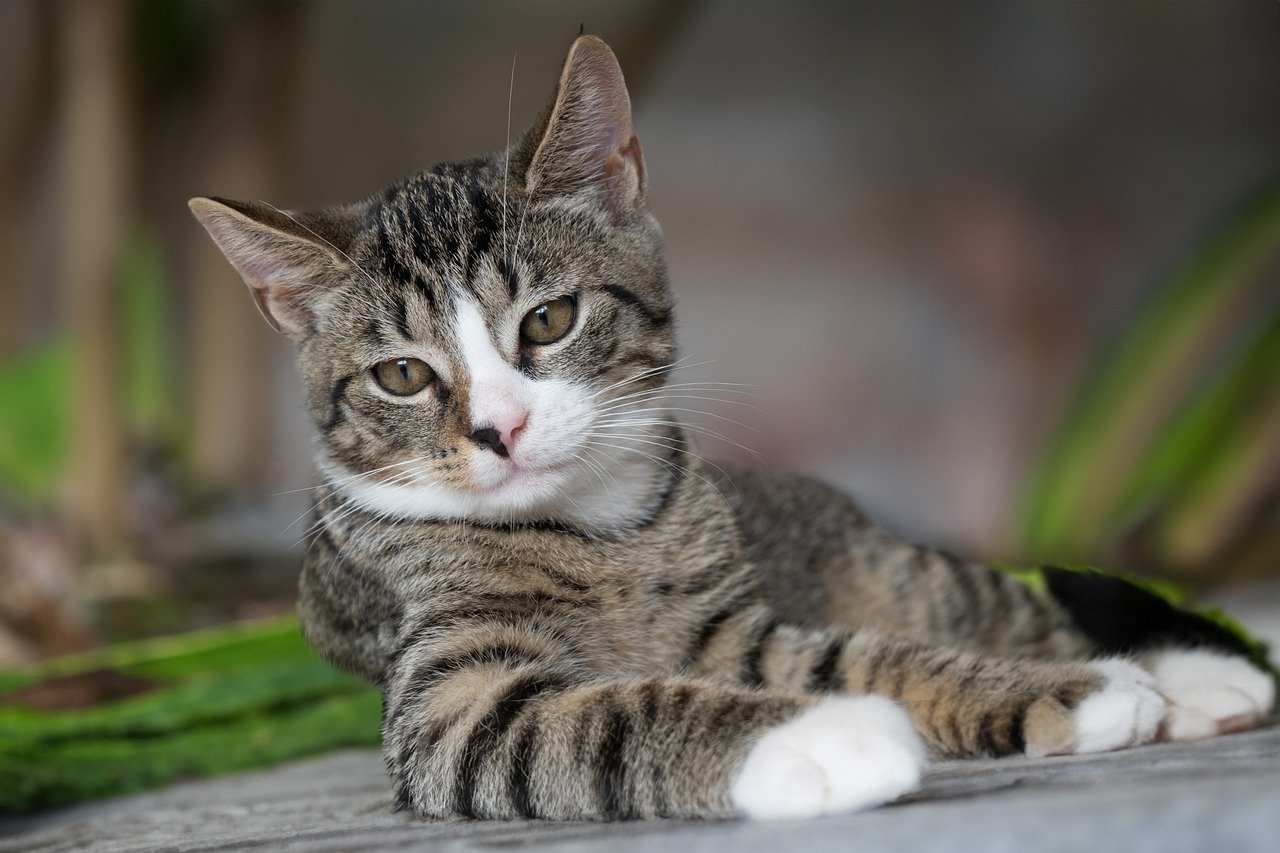 The Affectionate Spirit of the Tonkinese